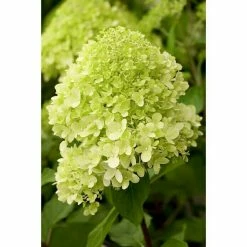 BAUHAUS Piardino Rispen-Hortensie Limelight Hydrangea Paniculata 'Limelight', Topfgröße: 60 Cm, Grün/Weiß