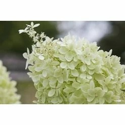 BAUHAUS Piardino Rispen-Hortensie Limelight Hydrangea Paniculata 'Limelight', Topfgröße: 60 Cm, Grün/Weiß -Gartenpflanzen Verkäufe 12 839