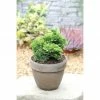 BAUHAUS Hinoki-Scheinzypresse Chamaecyparis Obtusa 'Nana Gracilis', Aktuelle Wuchshöhe: 15 Cm - 20 Cm -Gartenpflanzen Verkäufe 12 84