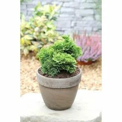 BAUHAUS Hinoki-Scheinzypresse Chamaecyparis Obtusa 'Nana Gracilis', Aktuelle Wuchshöhe: 15 Cm - 20 Cm