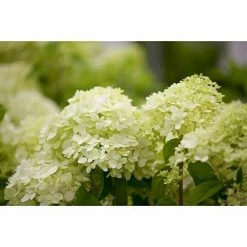 BAUHAUS Piardino Rispen-Hortensie Limelight Hydrangea Paniculata 'Limelight', Topfgröße: 60 Cm, Grün/Weiß -Gartenpflanzen Verkäufe 12 840
