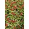 BAUHAUS Japanisches Schattenglöckchen Pieris Japonica 'Variegata', Topfvolumen: 6 L