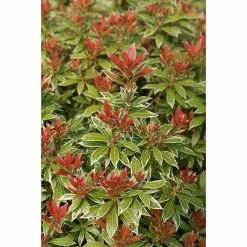 BAUHAUS Japanisches Schattenglöckchen Pieris Japonica 'Variegata', Topfvolumen: 6 L