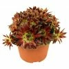 BAUHAUS Piardino Hauswurz Sempervivum, Topfgröße: 14 Cm, Rot -Gartenpflanzen Verkäufe 12 842