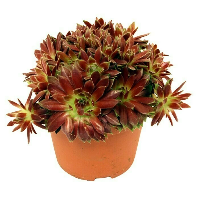 BAUHAUS Piardino Hauswurz Sempervivum, Topfgröße: 14 Cm, Rot 3 BAUHAUS Piardino Hauswurz Sempervivum, Topfgröße: 14 Cm, Rot