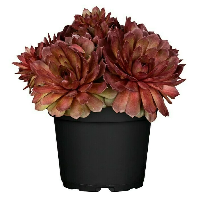 BAUHAUS Piardino Hauswurz Sempervivum, Topfgröße: 14 Cm, Rot 4 BAUHAUS Piardino Hauswurz Sempervivum, Topfgröße: 14 Cm, Rot – Bild 2
