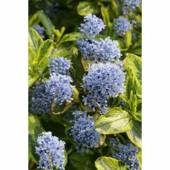 BAUHAUS Säckelblume Ceanothus Thyrsiflorus 'El Dorado'