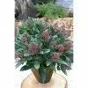 BAUHAUS Japanische Blütenskimmie 3er Set Skimmia Japonica 'Rubella', Topfgröße: 9,5 Cm, Weißrosa -Gartenpflanzen Verkäufe 12 85
