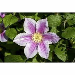 BAUHAUS Piardino Waldrebe Clematis Hybriden