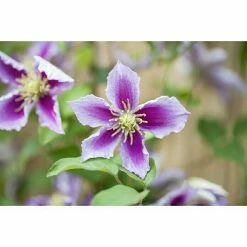 BAUHAUS Piardino Waldrebe Clematis Hybriden -Gartenpflanzen Verkäufe 12 854