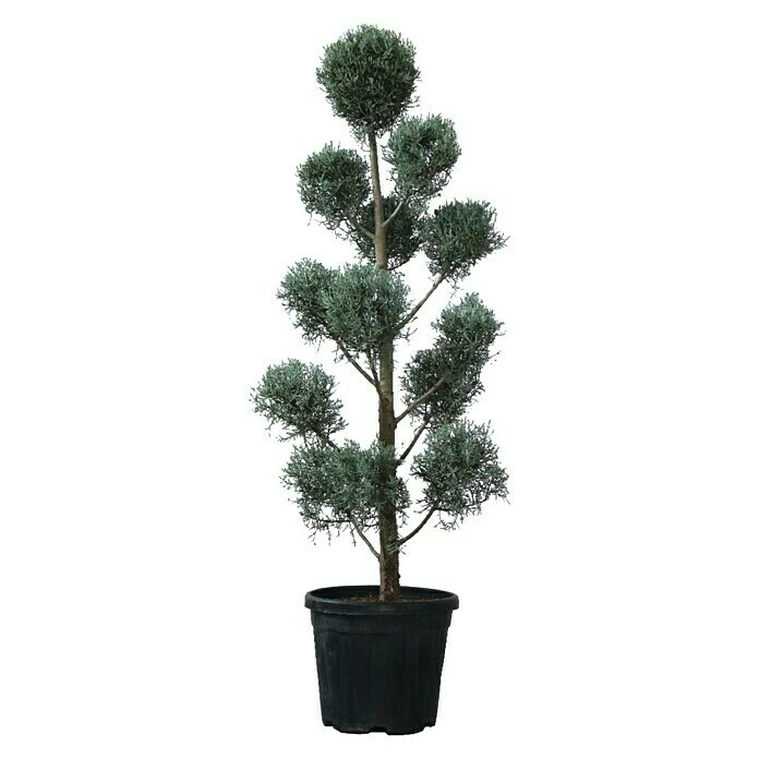 BAUHAUS Piardino Koniferen-Mix Toskana Cupressus Sempervirens 4 BAUHAUS Piardino Koniferen-Mix Toskana Cupressus Sempervirens – Bild 2