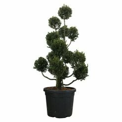 BAUHAUS Piardino Koniferen-Mix Toskana Cupressus Sempervirens 8 BAUHAUS Piardino Koniferen-Mix Toskana Cupressus Sempervirens -Gartenpflanzen Verkäufe 12 857