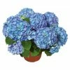 BAUHAUS Piardino Hortensie Hydrangea Macrophylla, Topfgröße: 19 Cm, Blau 1 BAUHAUS Piardino Hortensie Hydrangea Macrophylla, Topfgröße: 19 Cm, Blau -Gartenpflanzen Verkäufe 12 859