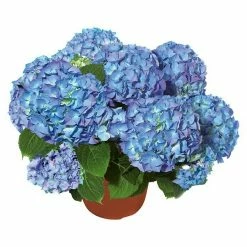 BAUHAUS Piardino Hortensie Hydrangea Macrophylla, Topfgröße: 19 Cm, Blau