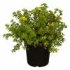 BAUHAUS Piardino Fingerkraut Potentilla Fruticosa -Gartenpflanzen Verkäufe 12 860