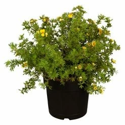 BAUHAUS Piardino Fingerkraut Potentilla Fruticosa