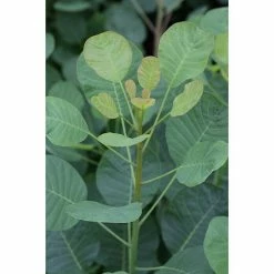 BAUHAUS Perückenstrauch Cotinus Coggygria 'Smokey Joe'®, 60 Cm - 80 Cm, Topfvolumen: 16,5 L