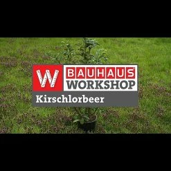 BAUHAUS Piardino Kirschlorbeer Novita Prunus Laurocerasus 'Novita' -Gartenpflanzen Verkäufe 12 864