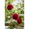 BAUHAUS Piardino Kletterrose Rosa Hybride 'Red Flame ®' -Gartenpflanzen Verkäufe 12 865