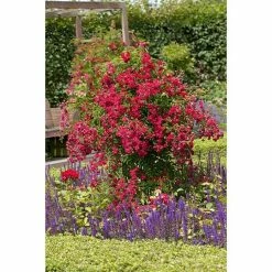 BAUHAUS Piardino Kletterrose Rosa Hybride 'Red Flame ®' -Gartenpflanzen Verkäufe 12 867