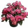 BAUHAUS Bauernhortensie Knospig Hydrangea Macrophylla 'Black Diamonds'®, Topfvolumen: 5 L, Rot -Gartenpflanzen Verkäufe 12 868