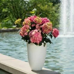 BAUHAUS Bauernhortensie Knospig Hydrangea Macrophylla 'Black Diamonds'®, Topfvolumen: 5 L, Rot -Gartenpflanzen Verkäufe 12 869