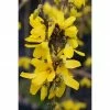 BAUHAUS Forsythie Forsythia Intermedia 'Week End'®, Gelb, Topfvolumen: 4,6 L 2 BAUHAUS Forsythie Forsythia Intermedia 'Week End'®, Gelb, Topfvolumen: 4,6 L -Gartenpflanzen Verkäufe 12 87