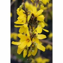 BAUHAUS Forsythie Forsythia Intermedia 'Week End'®, Gelb, Topfvolumen: 4,6 L