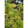 BAUHAUS Grünpflanzen Schwarzer Holunder Sambucus Nigra 'Golden Tower'®, Null -Gartenpflanzen Verkäufe 12 871