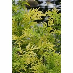 BAUHAUS Grünpflanzen Schwarzer Holunder Sambucus Nigra 'Golden Tower'®, Null