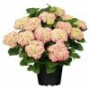 BAUHAUS Piardino Bauernhortensie Hydrangea Macrophylla, Hellrosa -Gartenpflanzen Verkäufe 12 872