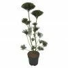 BAUHAUS Stechpalme Ilex Mutchagara, Formschnitt