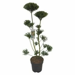 BAUHAUS Stechpalme Ilex Mutchagara, Formschnitt
