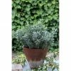 BAUHAUS Spindelstrauch Euonymus Japonicus 'Microphyllus', Topfvolumen: 2 L, Grün