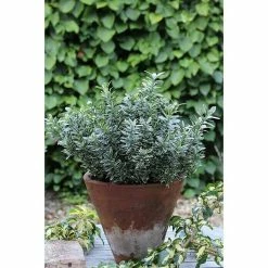 BAUHAUS Spindelstrauch Euonymus Japonicus 'Microphyllus', Topfvolumen: 2 L, Grün