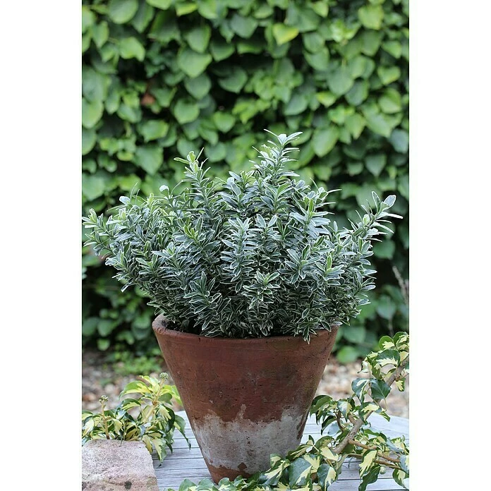 BAUHAUS Spindelstrauch Euonymus Japonicus 'Microphyllus', Topfvolumen: 2 L, Grün 3 BAUHAUS Spindelstrauch Euonymus Japonicus 'Microphyllus', Topfvolumen: 2 L, Grün