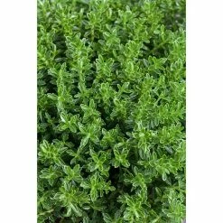 BAUHAUS Piardino Strauchveronika Hebe 'Green Boys' -Gartenpflanzen Verkäufe 12 884