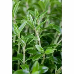 BAUHAUS Piardino Strauchveronika Hebe 'Green Boys' -Gartenpflanzen Verkäufe 12 885