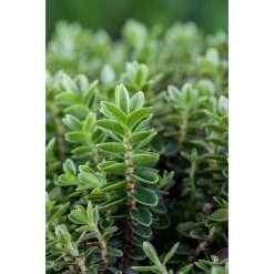 BAUHAUS Piardino Strauchveronika Hebe 'Green Boys' -Gartenpflanzen Verkäufe 12 886