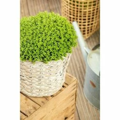 BAUHAUS Piardino Strauchveronika Hebe 'Green Boys' -Gartenpflanzen Verkäufe 12 888