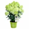 BAUHAUS Piardino Rispen-Hortensie Hydrangea Paniculata 'Whitelight', Topfgröße: 23 Cm, Cremeweiß 2 BAUHAUS Piardino Rispen-Hortensie Hydrangea Paniculata 'Whitelight', Topfgröße: 23 Cm, Cremeweiß -Gartenpflanzen Verkäufe 12 889