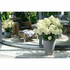 BAUHAUS Piardino Rispen-Hortensie Hydrangea Paniculata 'Whitelight', Topfgröße: 23 Cm, Cremeweiß -Gartenpflanzen Verkäufe 12 890