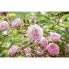 BAUHAUS Piardino Edelrose Rosa Hybride 'A Whiter Shade Of Pale ®', Topfgröße: 19 Cm, Hellrosa -Gartenpflanzen Verkäufe 12 891