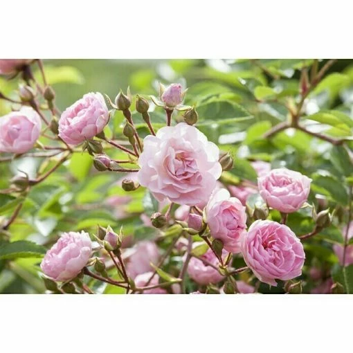 BAUHAUS Piardino Edelrose Rosa Hybride 'A Whiter Shade Of Pale ®', Topfgröße: 19 Cm, Hellrosa -Gartenpflanzen Verkäufe 12 891