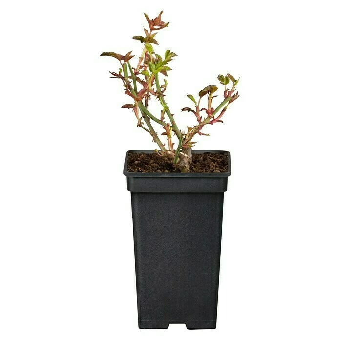 BAUHAUS Piardino Edelrose Rosa Hybride 'A Whiter Shade Of Pale ®', Topfgröße: 19 Cm, Hellrosa 4 BAUHAUS Piardino Edelrose Rosa Hybride 'A Whiter Shade Of Pale ®', Topfgröße: 19 Cm, Hellrosa – Bild 2