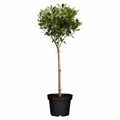 BAUHAUS Piardino Glanzmispel Photinia Fraseri 'Robusta Compacta', Topfgröße: 30 Cm
