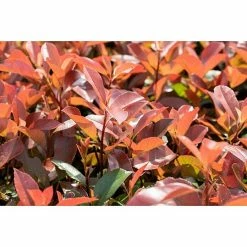 BAUHAUS Piardino Glanzmispel Photinia Fraseri 'Robusta Compacta', Topfgröße: 30 Cm -Gartenpflanzen Verkäufe 12 895