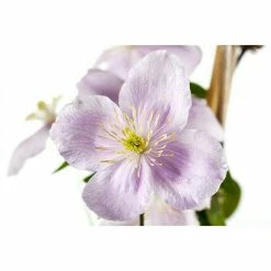 BAUHAUS Piardino Waldrebe Clematis Montana, Blütenfarbe: Weiß