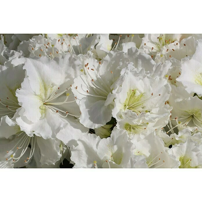 BAUHAUS Japanische Azalee Rhododendron Obtusum 'Maischnee'®, Topfvolumen: 2,3 L, Weiß 4 BAUHAUS Japanische Azalee Rhododendron Obtusum 'Maischnee'®, Topfvolumen: 2,3 L, Weiß – Bild 2