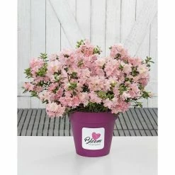 BAUHAUS Japanische Azalee Rhododendron Obtusum 'BloomChampion® Salmon', Lachsrosa, Topfvolumen: 3 L